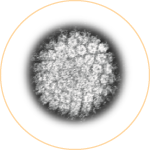 HPV電子顕微鏡画像